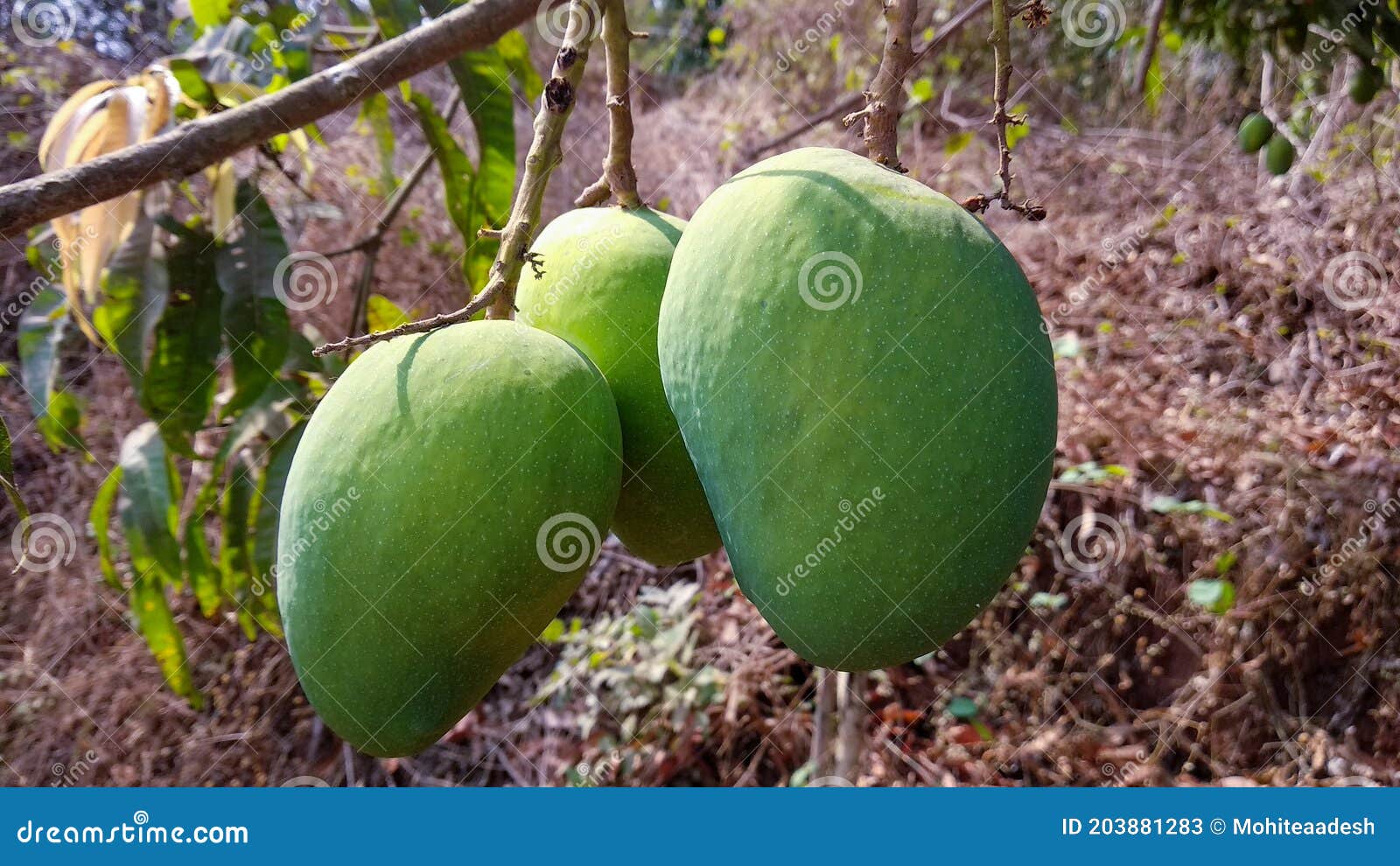 green mango fruits hanging on tree